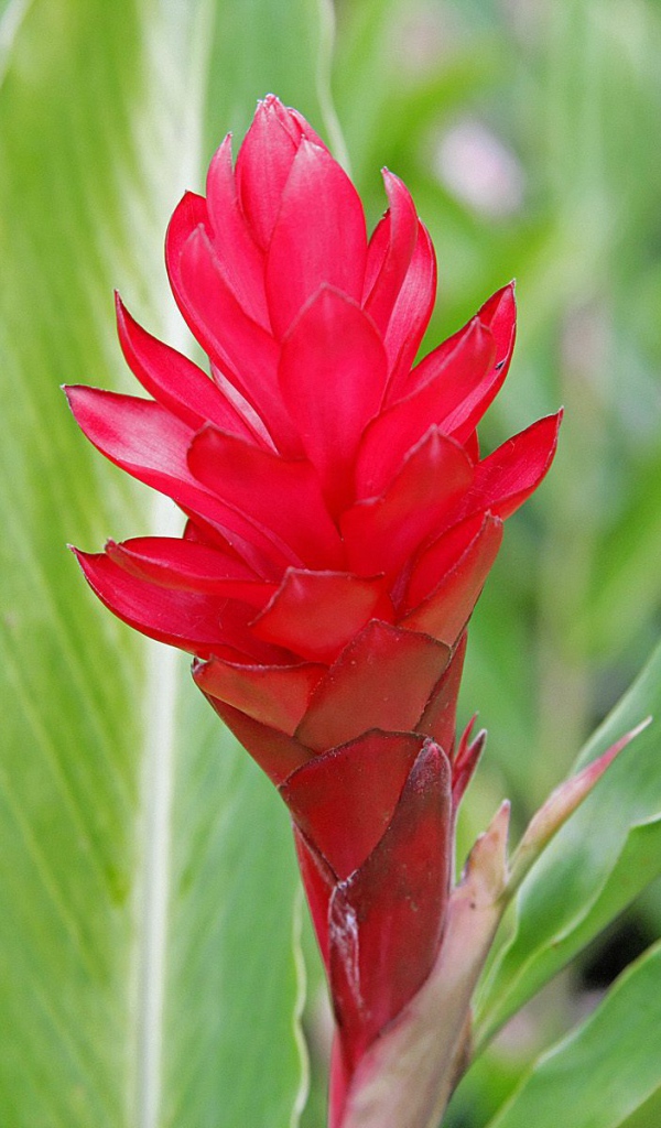 Выращивание растения имбирь (роскоя) в саду