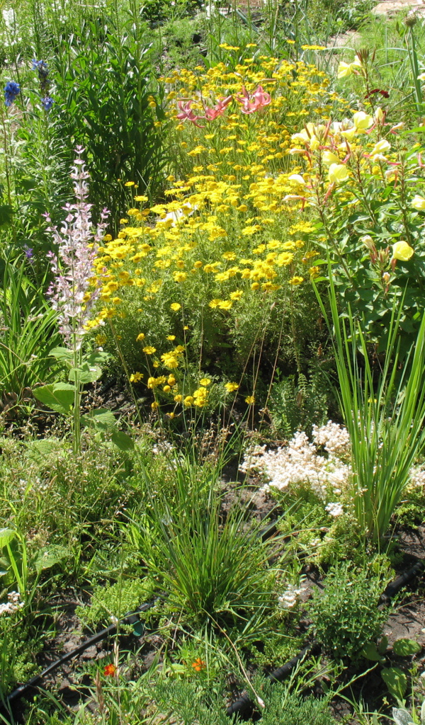 Выращивание растения бузульник в саду