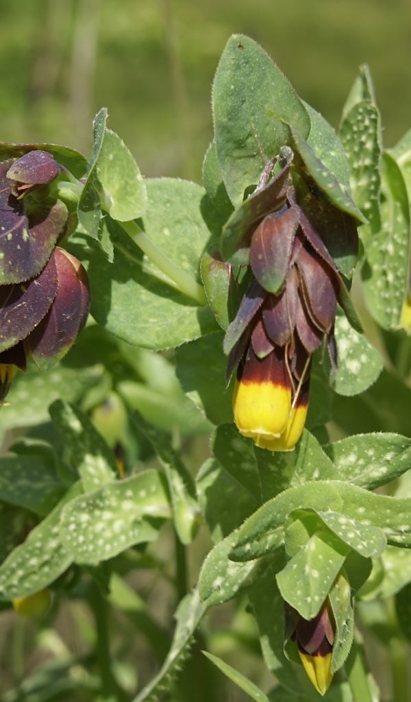 Выращивание растения восковник в саду