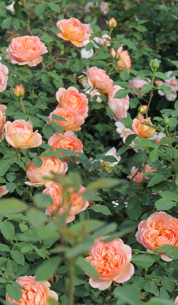 Выращивание кустарниковые розы в саду