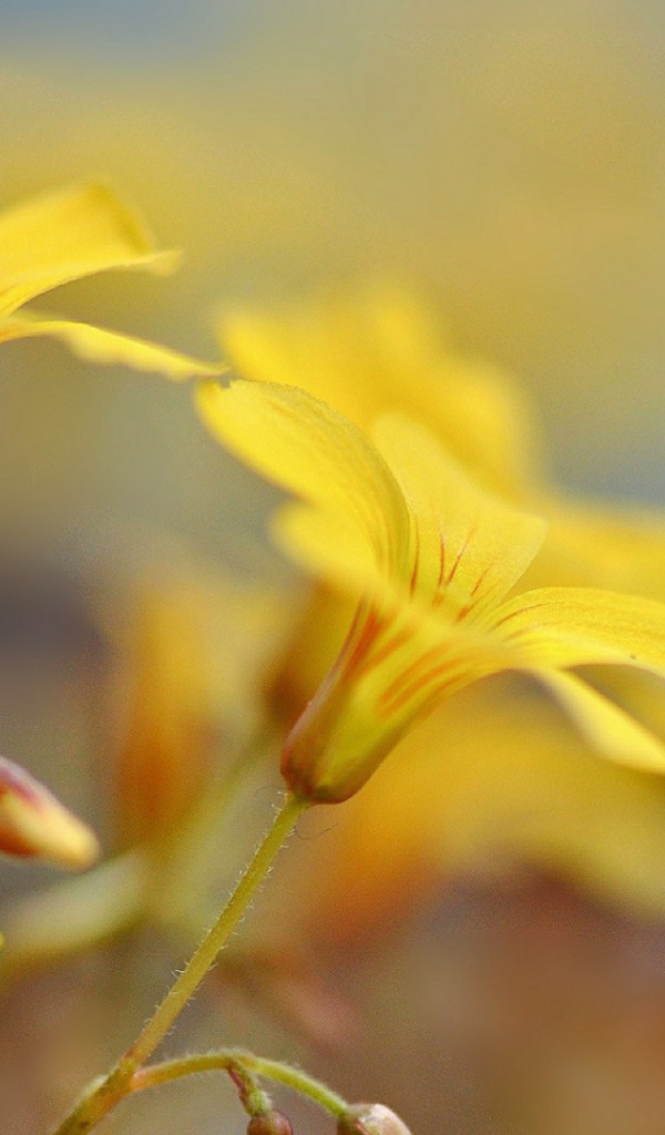 Pастущие желтые цветы