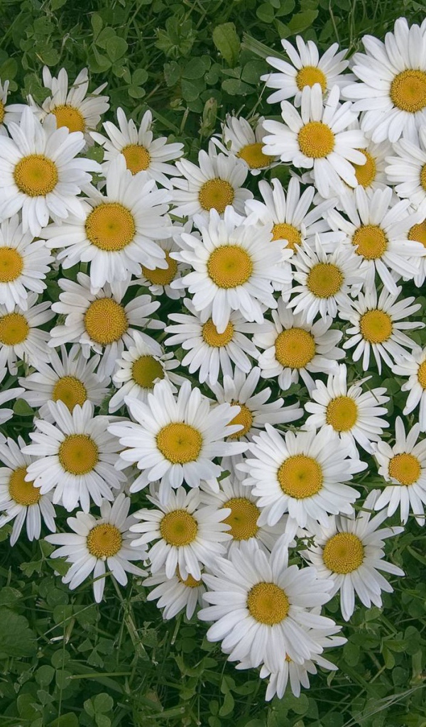 Сердце из цветов белые маргаритки