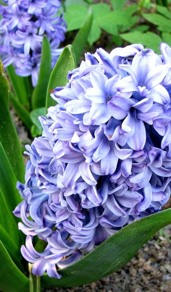 Цветы гиацинт весной на лужайке 