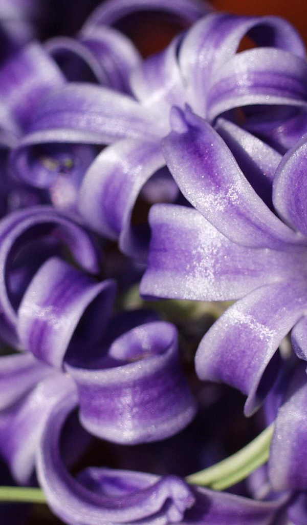 Цветы гиацинты расцвели в саду