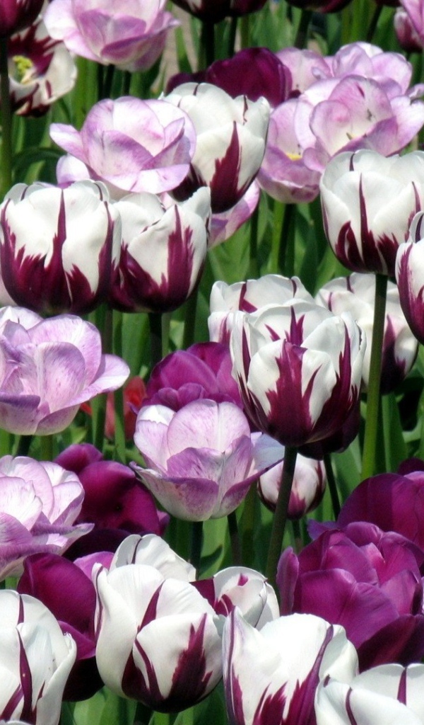 Гибридные тюльпаны