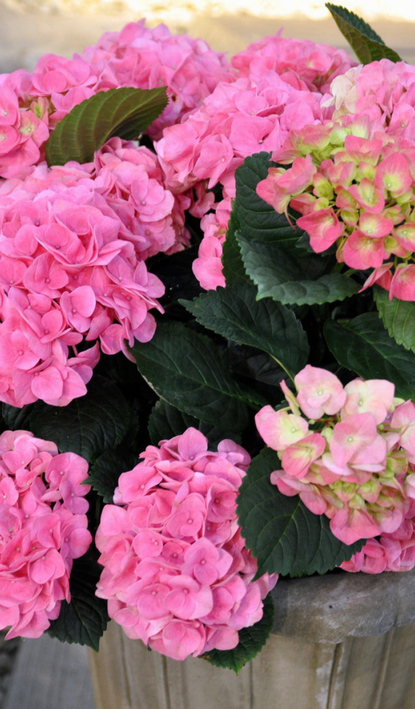 Выращивание цветов гортензия в горшке