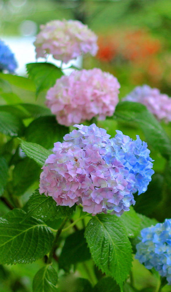 Садовые цветы гортензия на дачном участке