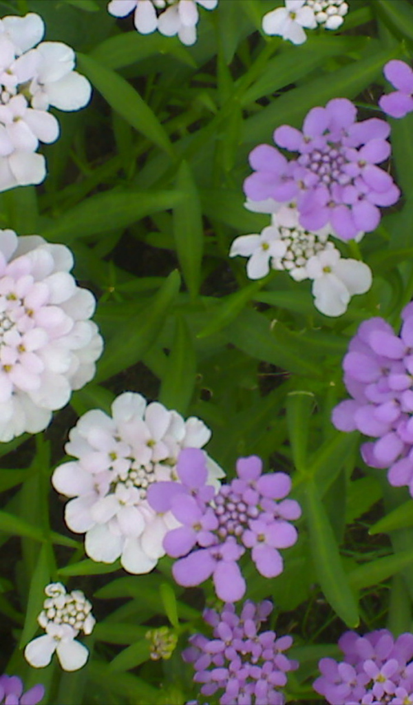 Красивые цветы иберис на клумбе в саду