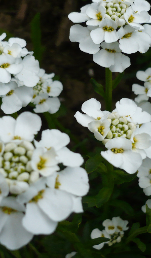 Красивые цветы иберис в саду