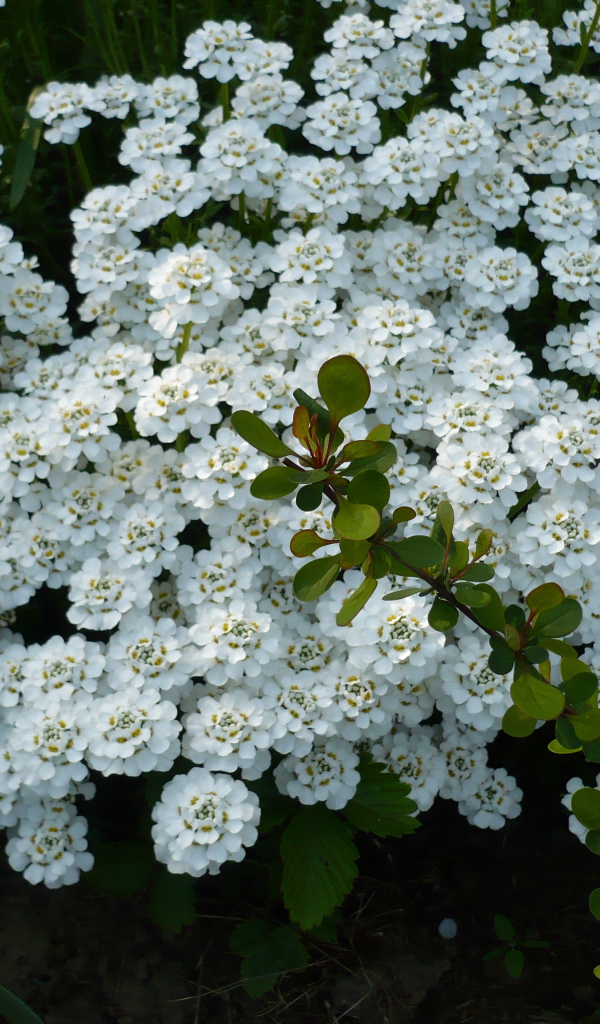 Красивый иберис в саду