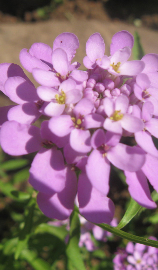 Выращивание цветов иберис в саду