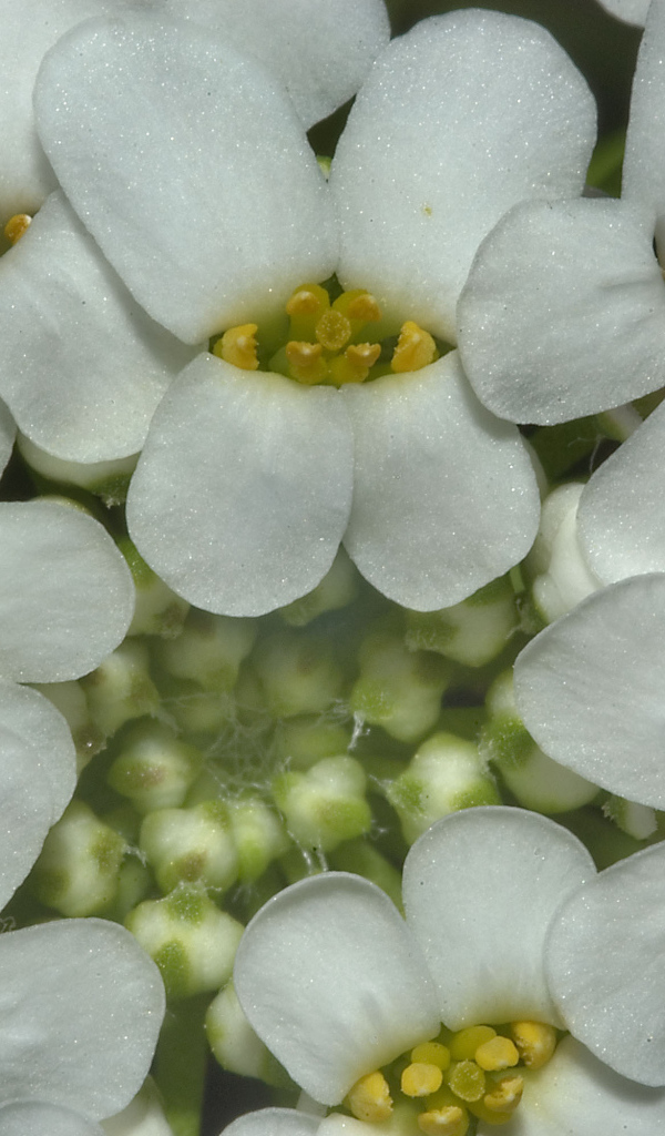 Садовые цветы иберис на дачном участке