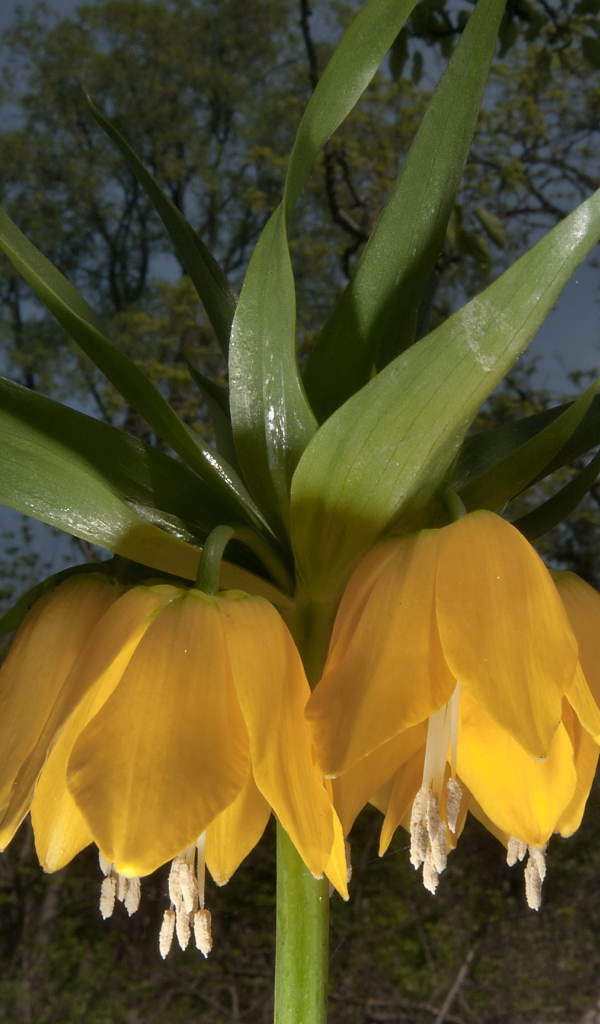 Садовые цветы рябчик императорский на дачном участке