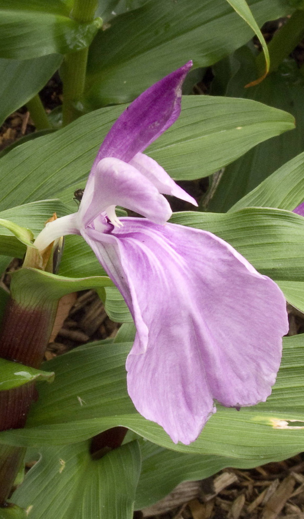 На поляне красивый цветок роскоя