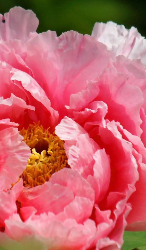 На поляне красивый цветок пион