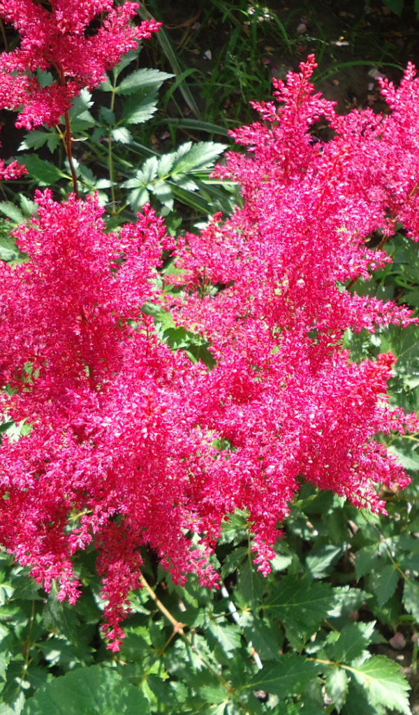 На поляне красивые цветы астильба