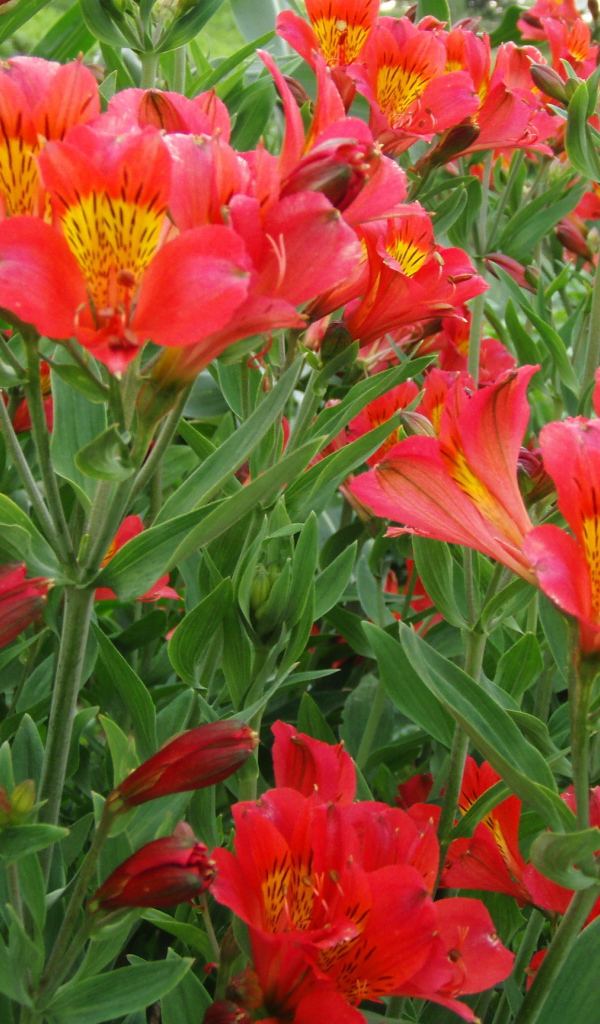 На поляне красивые цветы альстремерия