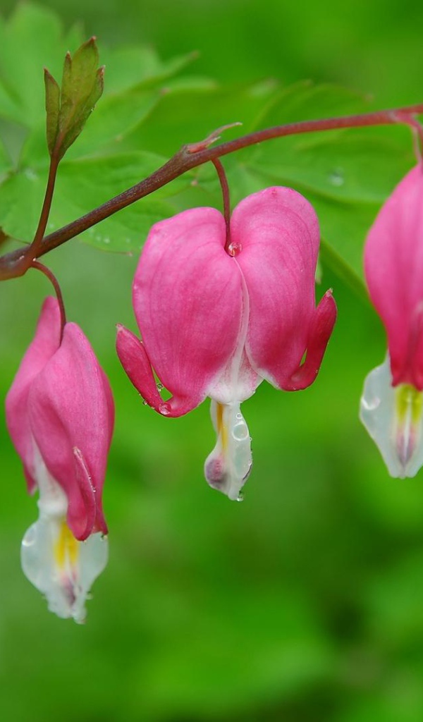 На поляне красивые цветы дицентра