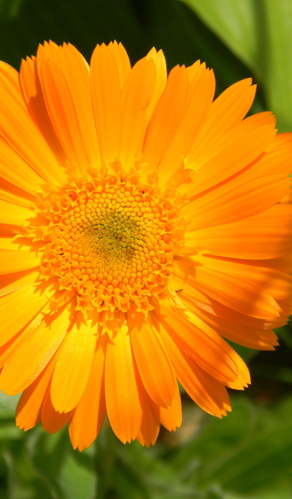 На поляне красивые цветы календула