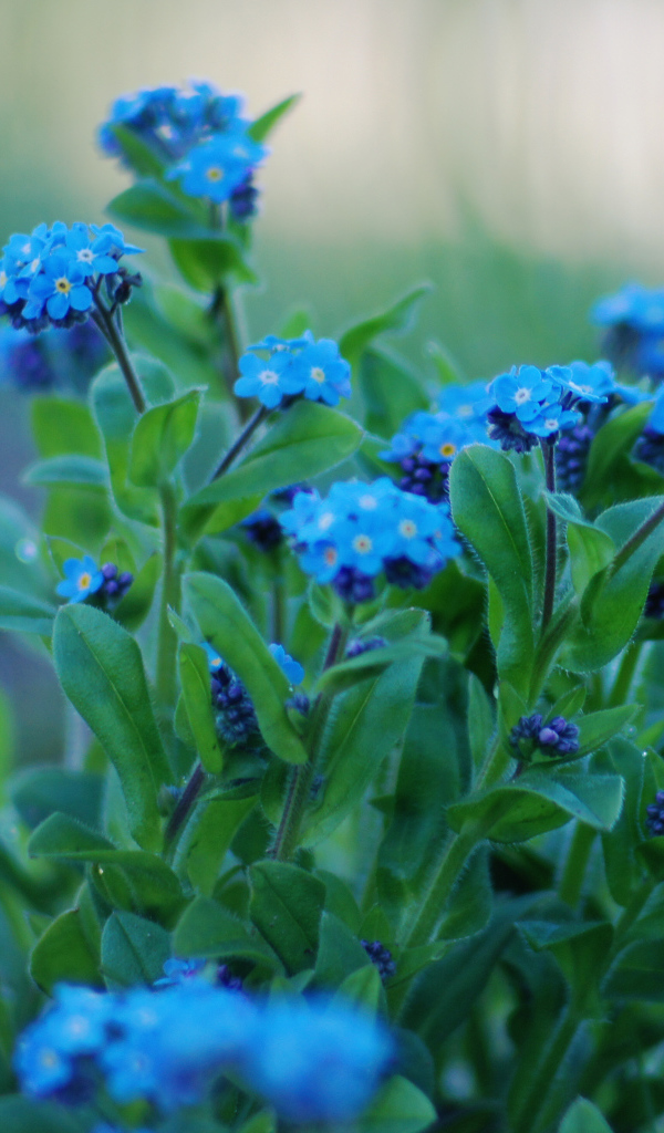 На поляне красивые цветы незабудки