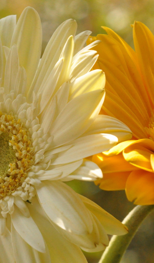 На поляне красивые цветы гербера