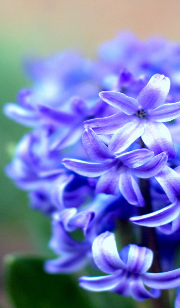 На поляне красивые цветы гиацинты