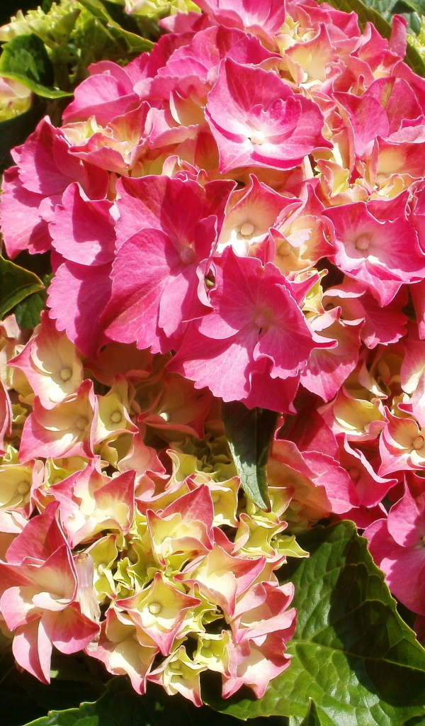 На поляне красивые цветы гортензия