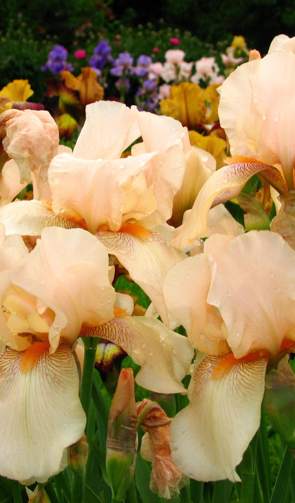 На поляне красивые цветы ирисы