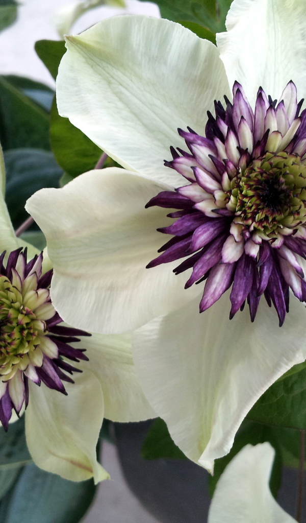 На поляне красивые цветы клематис