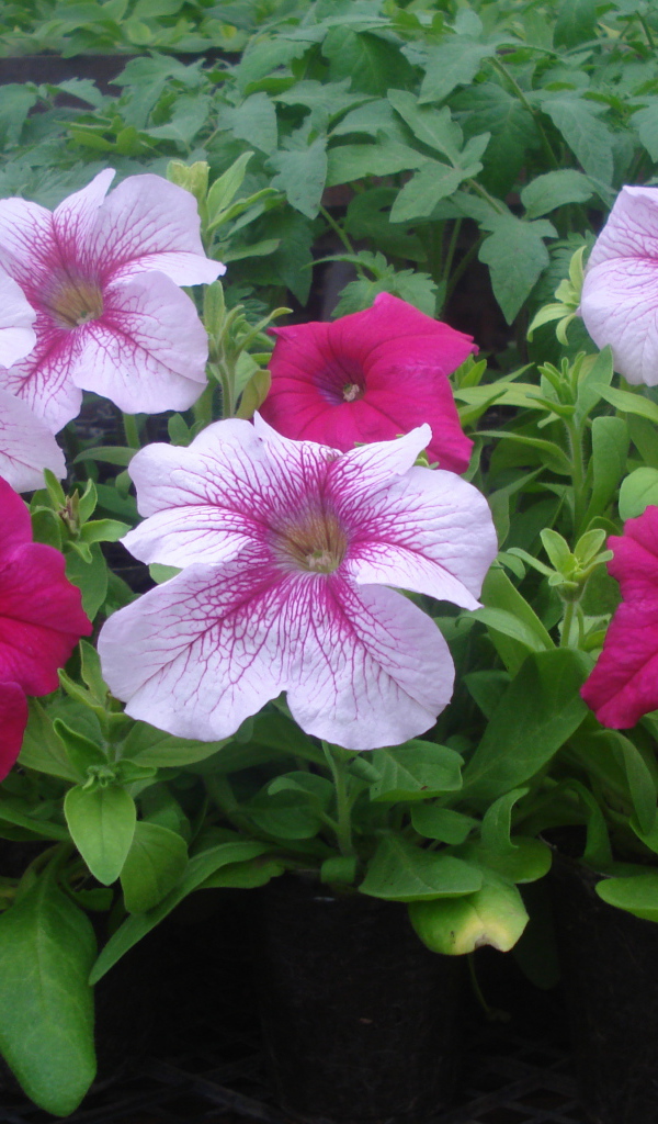 На поляне красивые цветы петуния