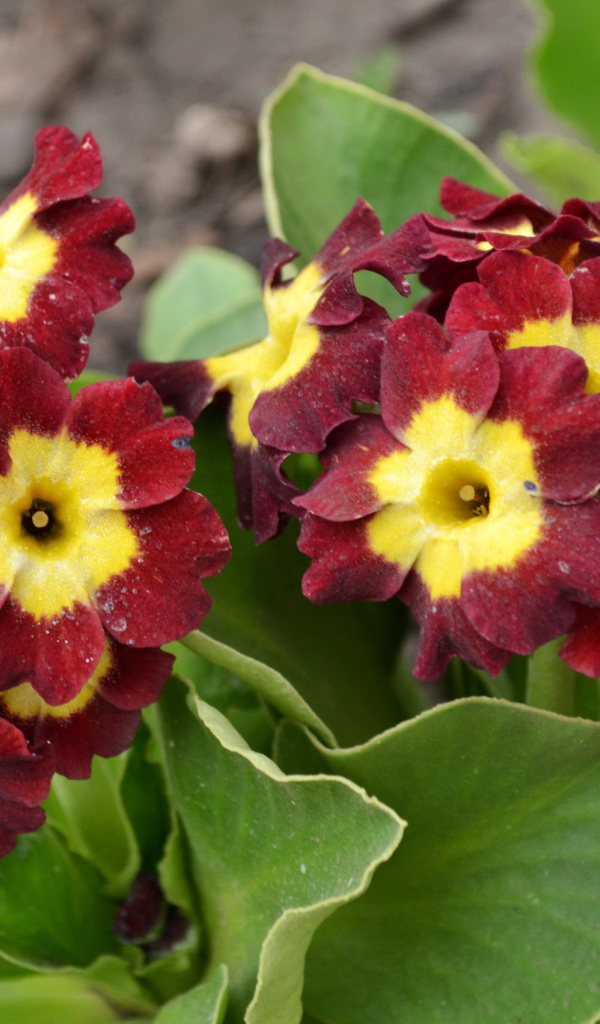 На поляне красивые цветы примула