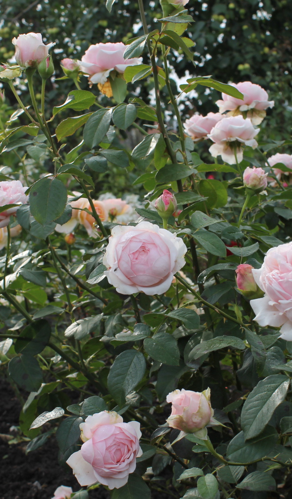 На поляне красивые цветы кустарниковые розы