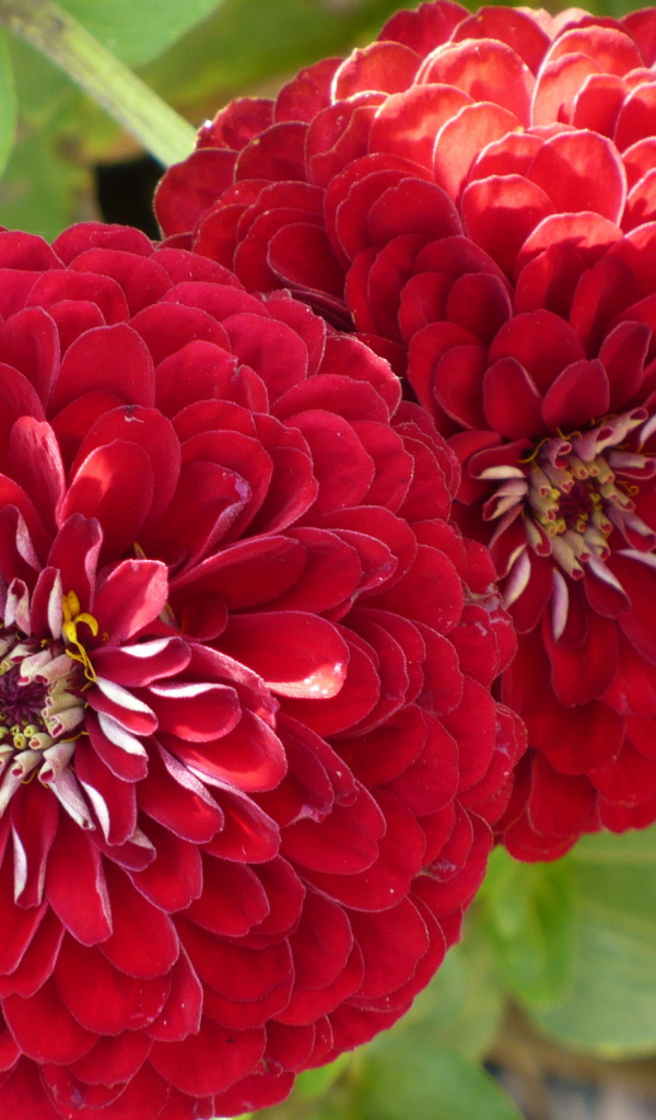 На поляне красивые цветы цинния (циния)