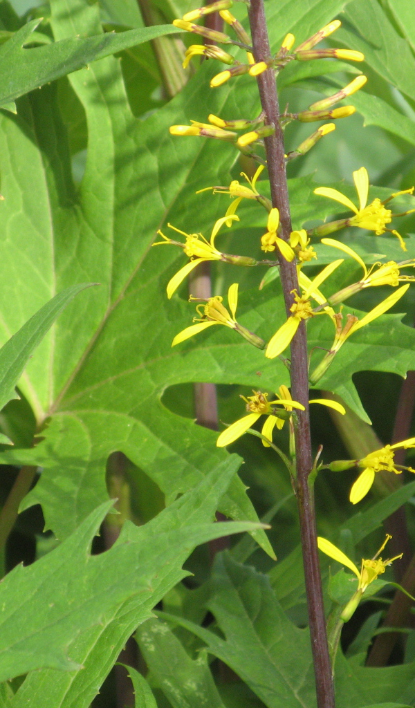 На поляне красивое растение бузульник