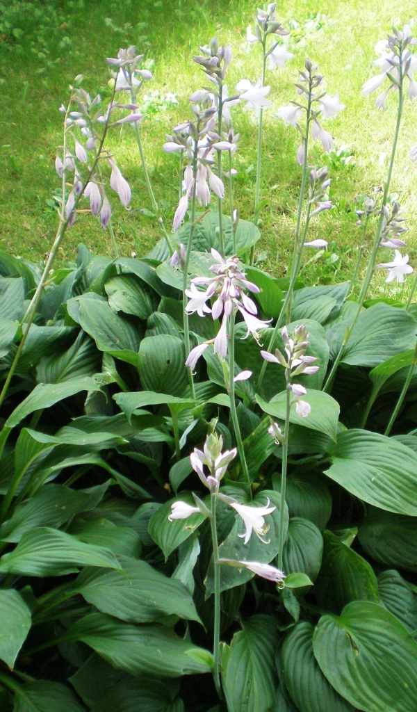 На поляне красивое растение хоста