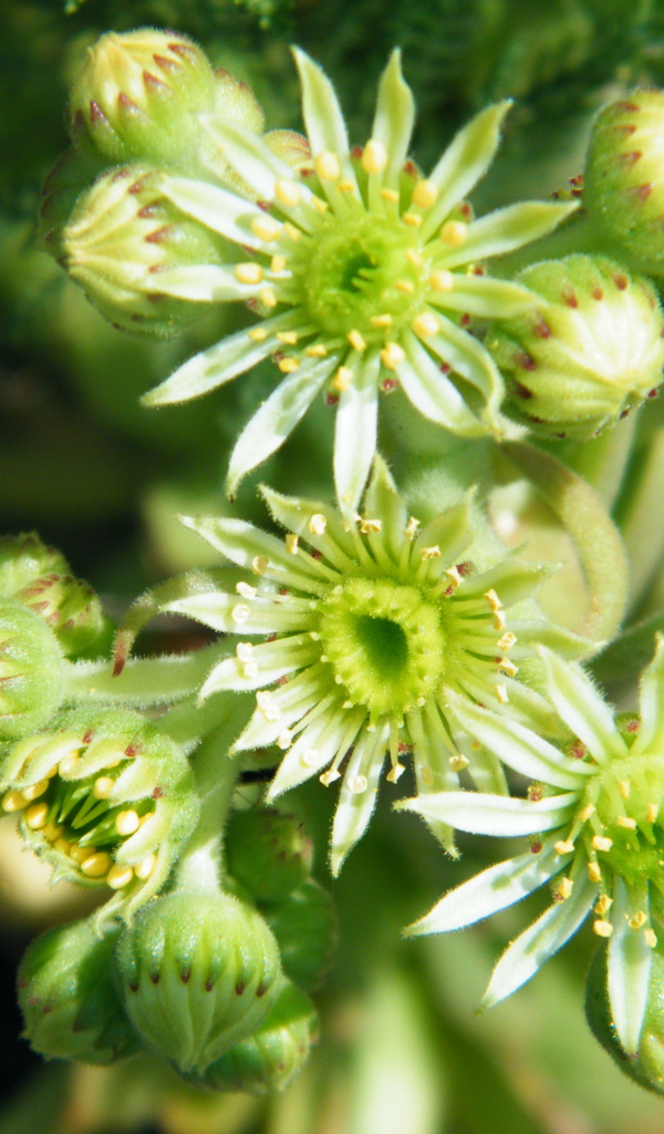 На поляне красивое растение молодило 