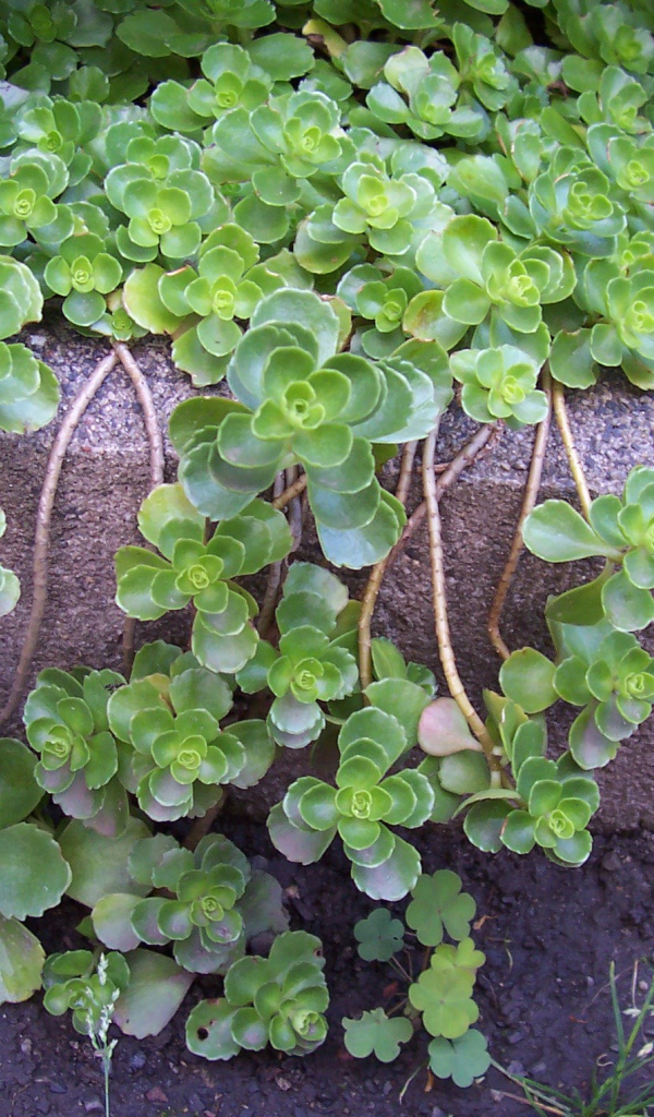 На поляне красивое растение седум