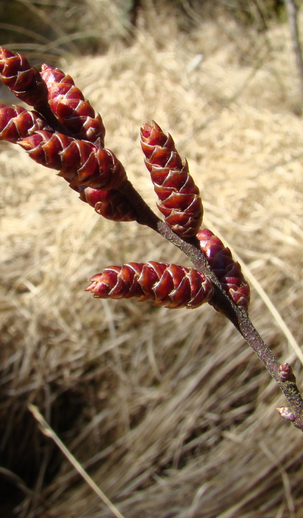 На поляне растение восковник