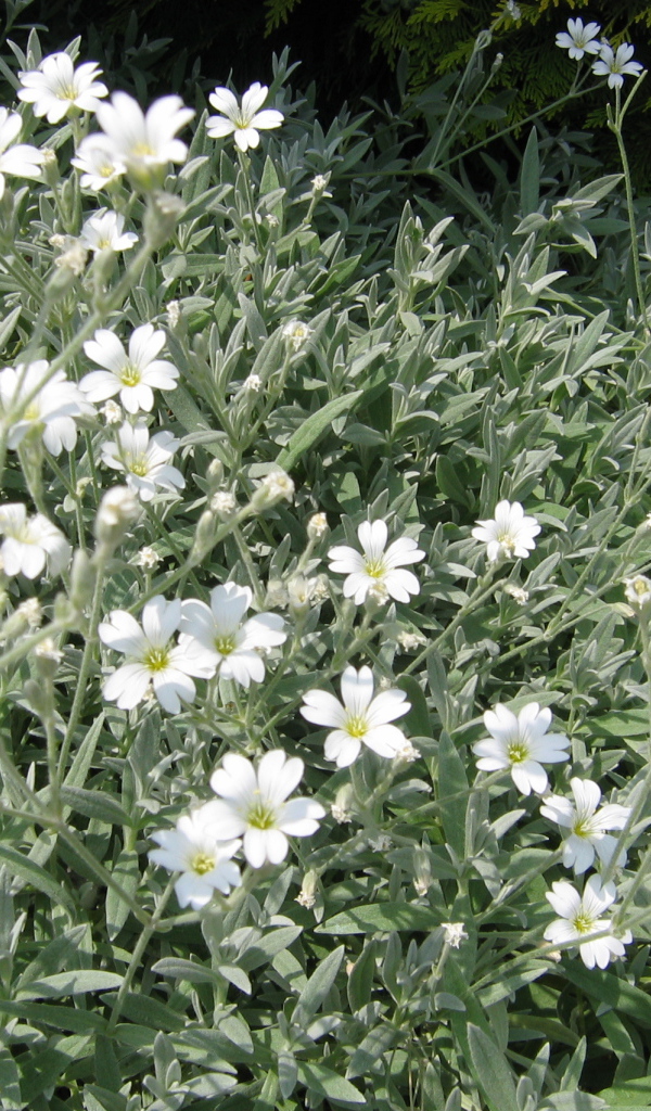 На поляне растение резуха