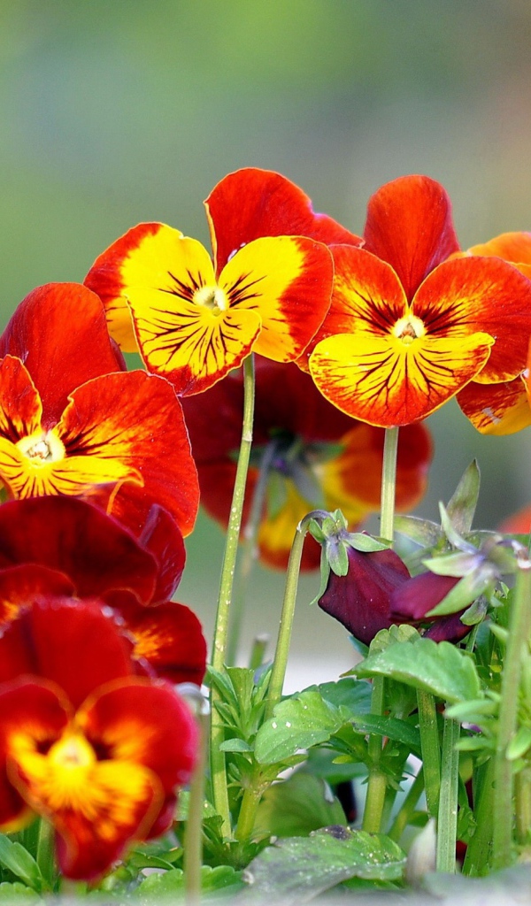 На поляне весенние цветы анютины глазки