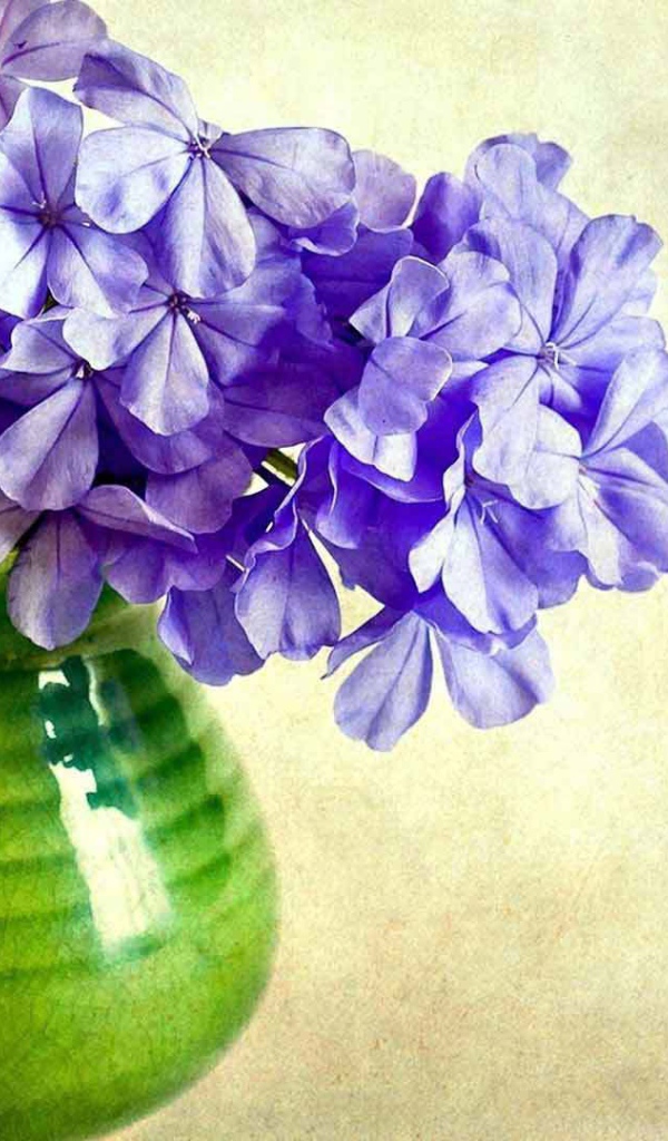 В вазе красивые цветы флокс