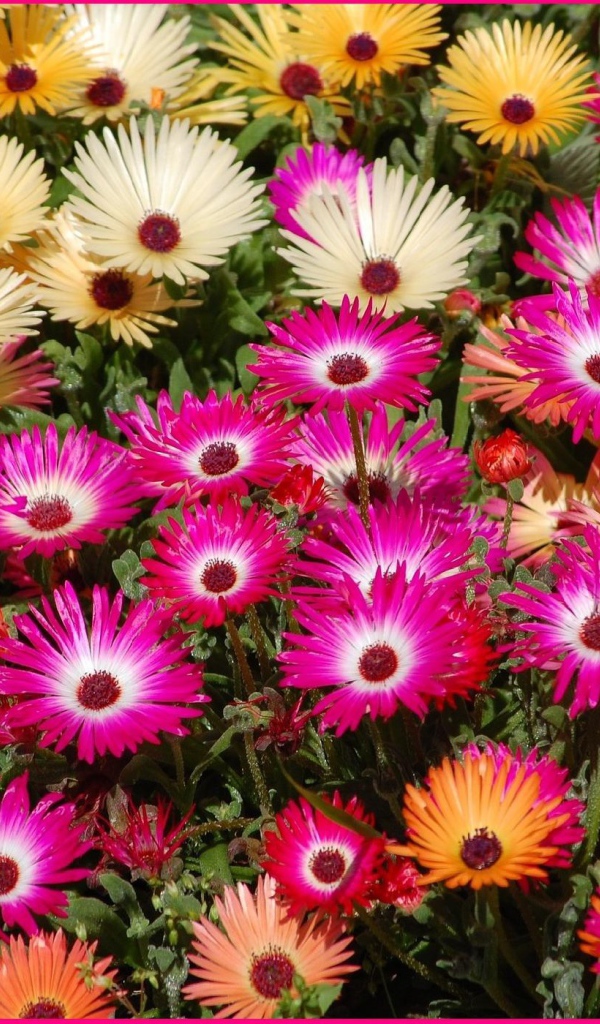 В лесу красивые цветы маргаритки