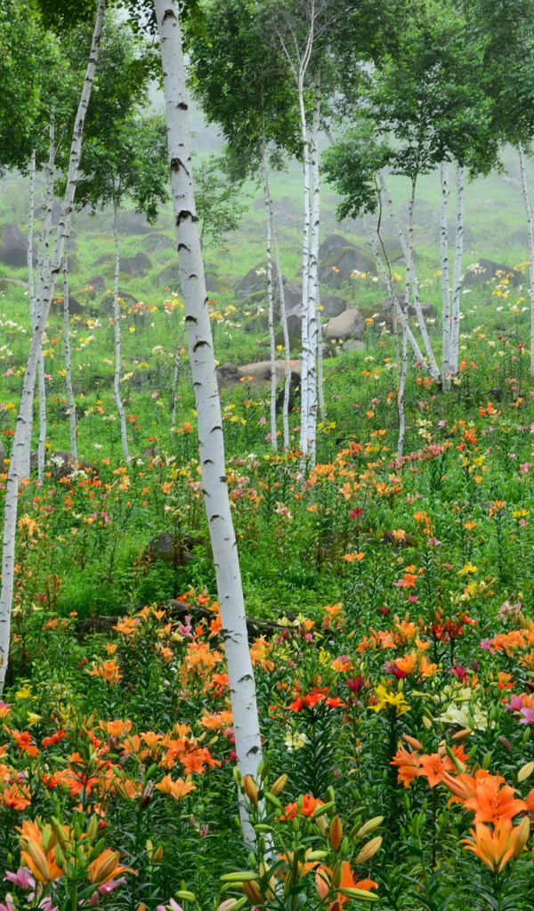 В лесу красивые цветы лилия