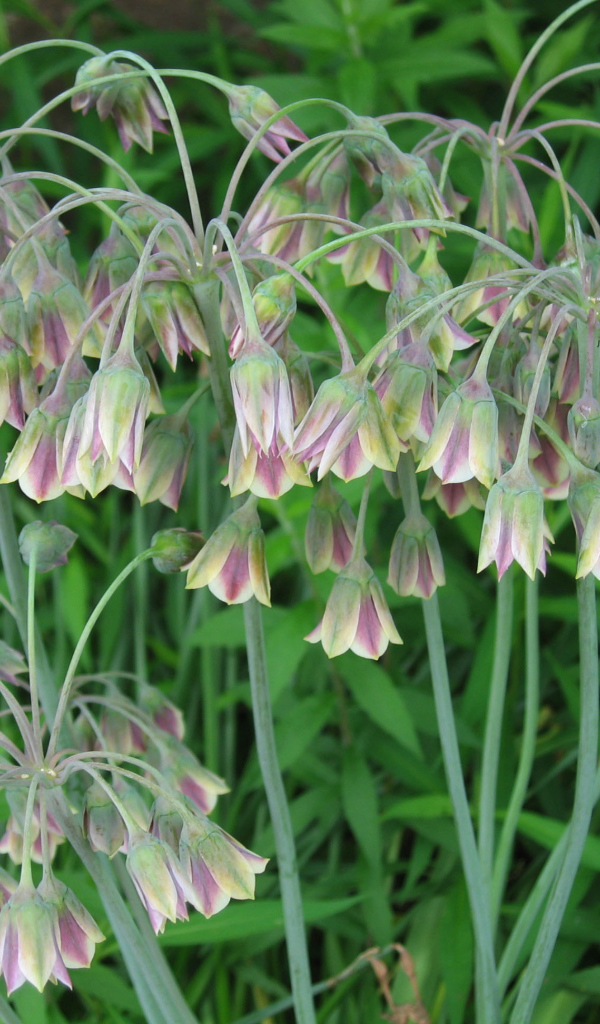 В лесу красивые цветы нектароскордум 