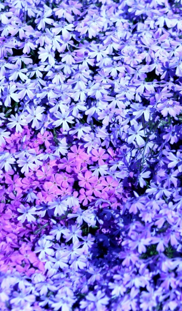 В лесу красивые цветы флокс