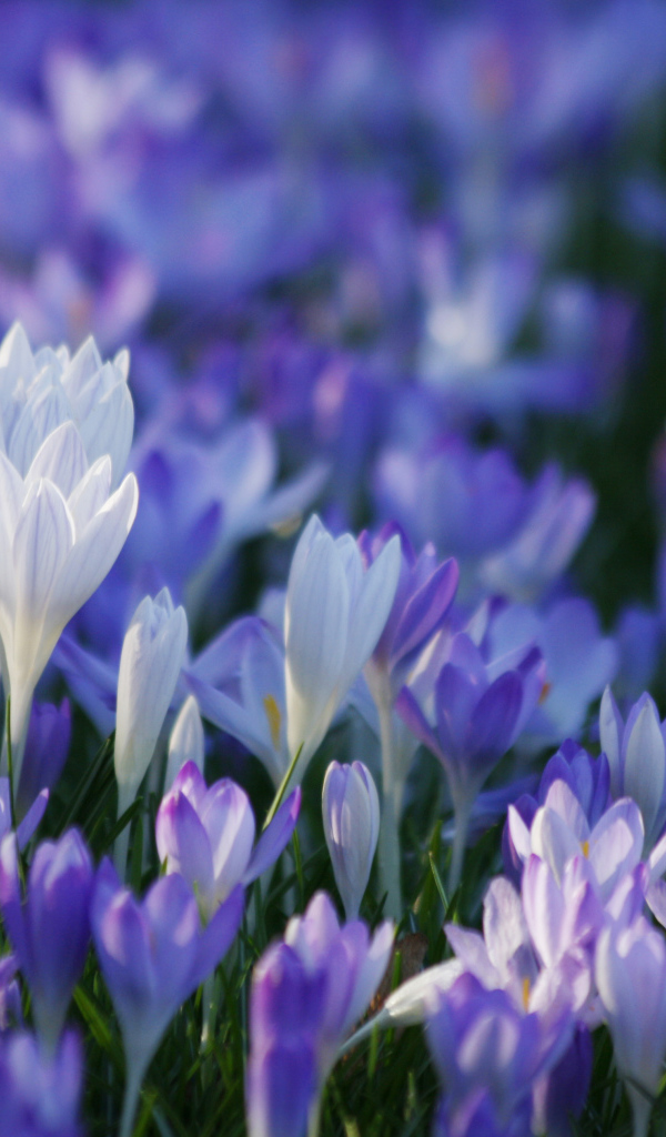 В лесу красивые цветы шафран