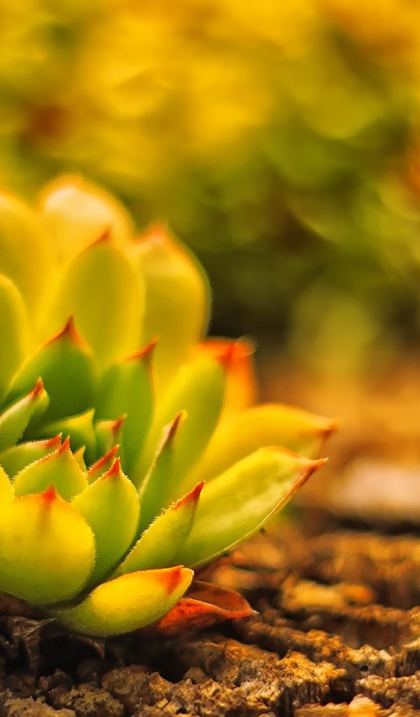 В лесу красивое растение молодило 