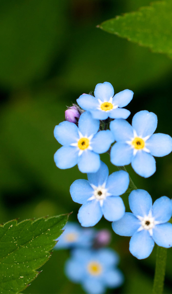 В лесу цветы незабудки
