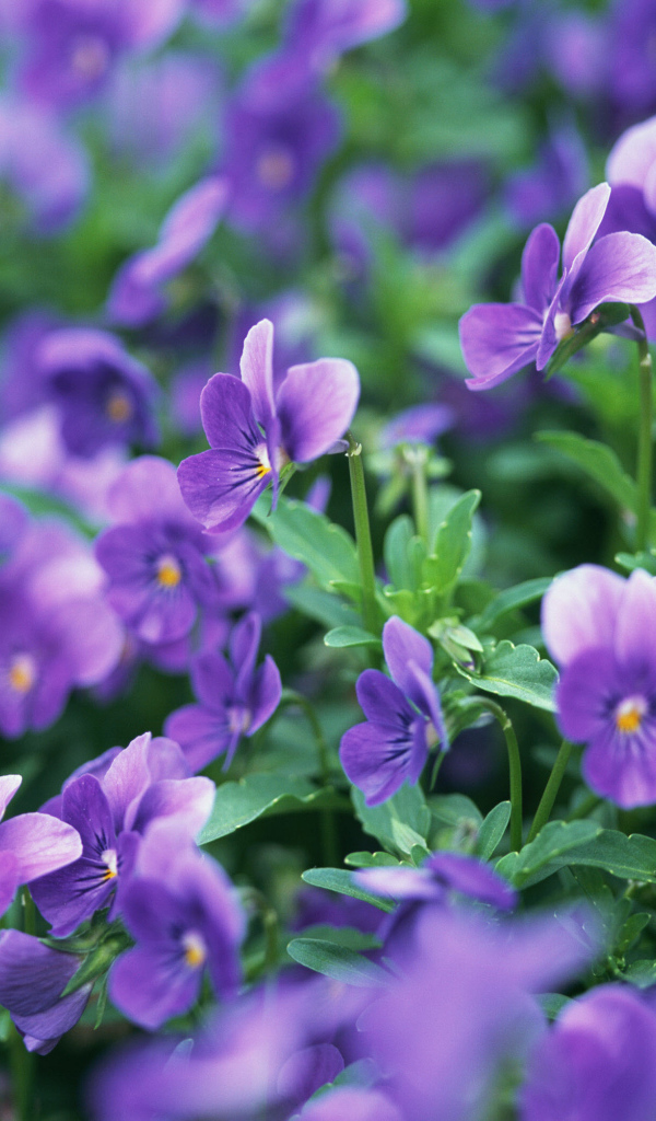 В лесу расцвели цветы анютины глазки