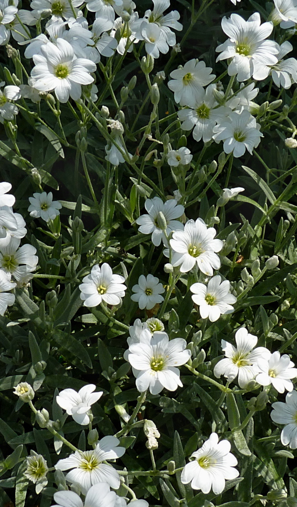 В лесу растение резуха